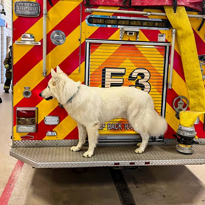 White Swiss shepherd standing on the back of a fire truck.
