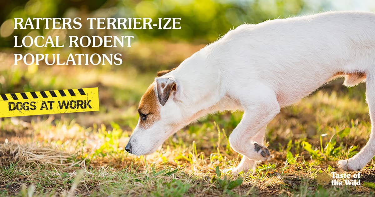 A white terrier dog sniffing the grass outside in the sun.