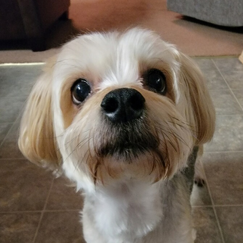 White Yorkiepoo standing on tiles looking up at the camera.