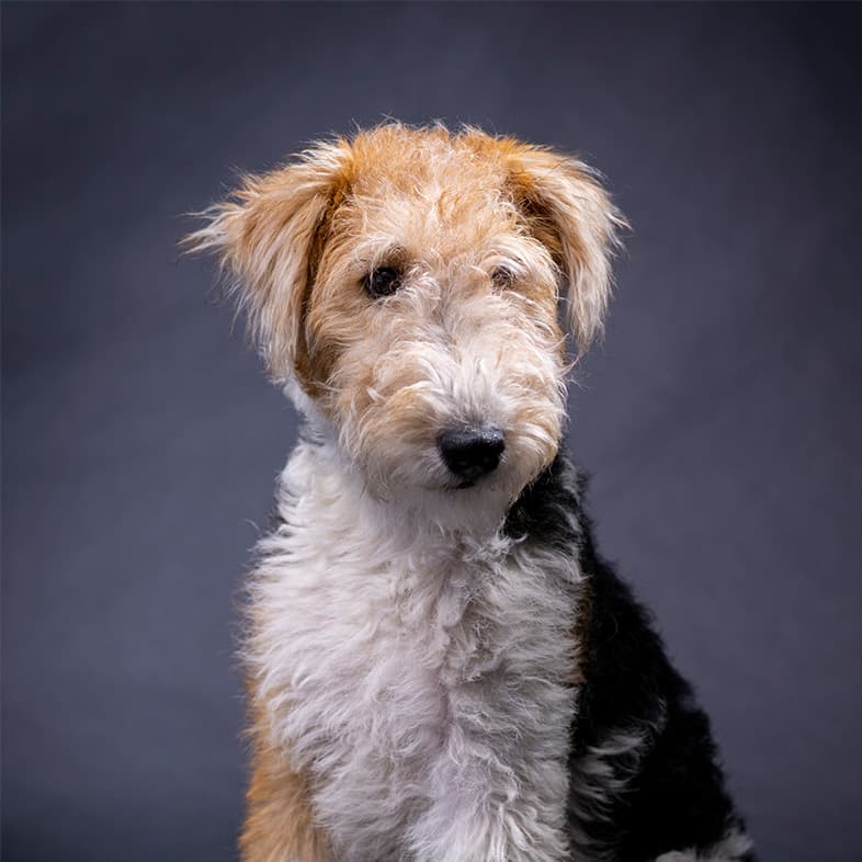 Wire Fox Terrier Posing in Studio | Taste of the Wild