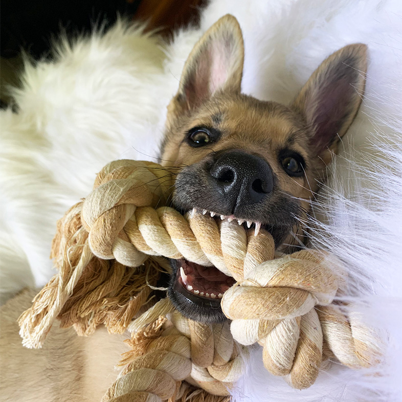 Wolfdog lying on white furry blanket with rope toy in mouth.