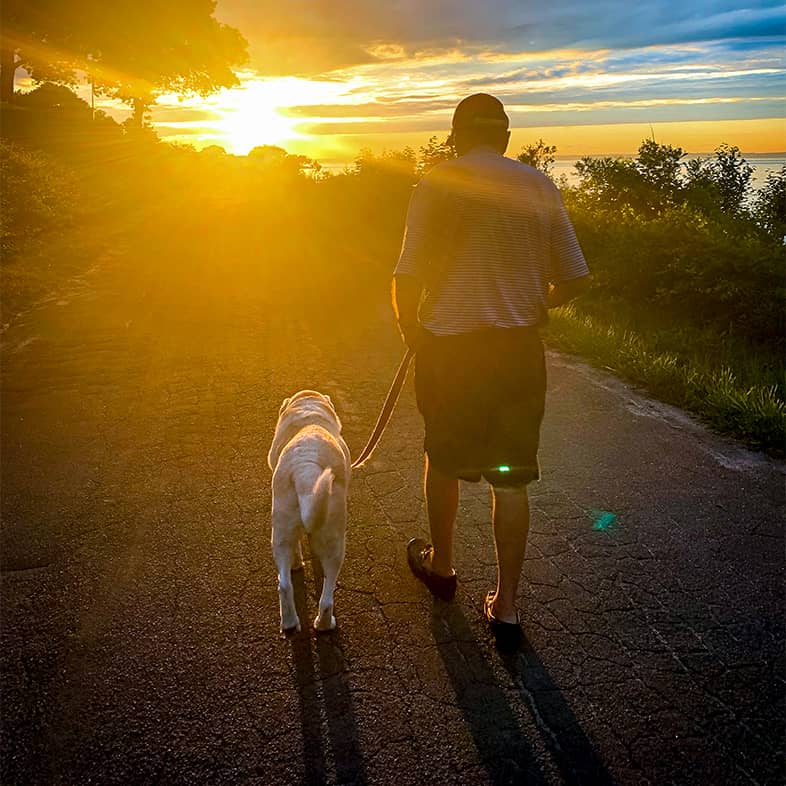 A yellow lab and man walking along a path towards the sunset with their backs facing the camera.