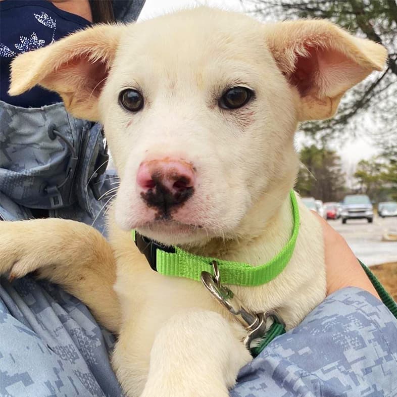 Yellow Lab Mix Being Held in Arms | Taste of the Wild