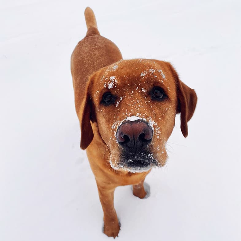 Yellow Labrador Retriever Standing in the Snow | Taste of the Wild