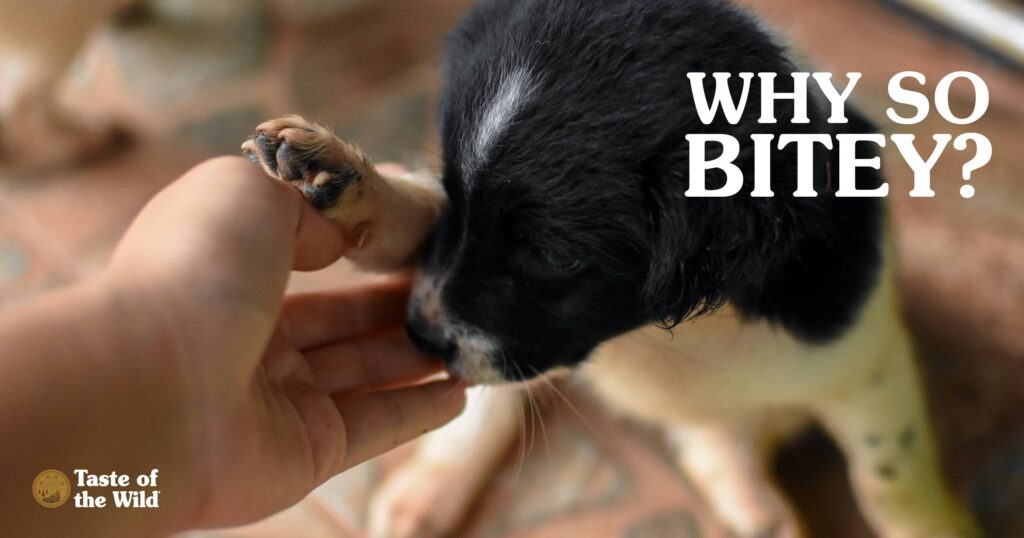 Puppy Nipping Kitten on Nose Graphic