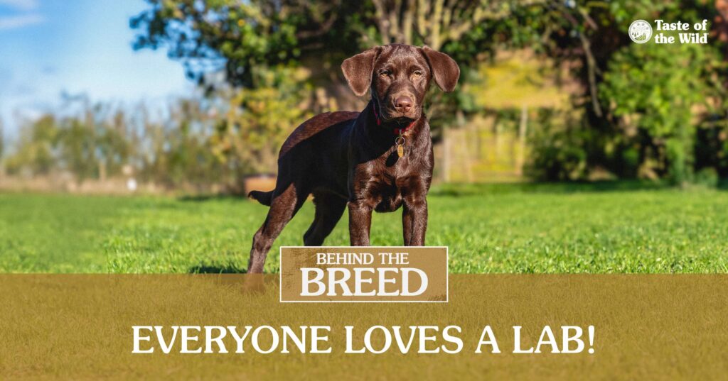 A young chocolate labrador retriever standing in the grass on a sunny day.