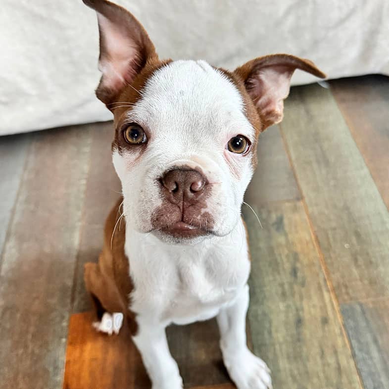 A white and brown Boston terrier puppy sitting on the floor.