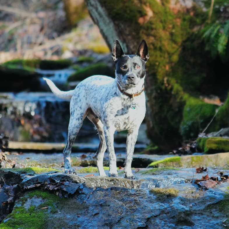 An Australian cattle dog standing on a rock in a forest near a running stream.