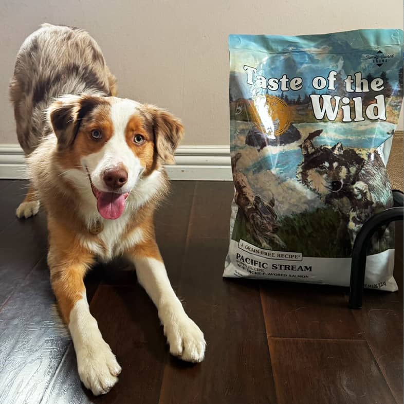 An Australian shepherd standing on a hardwood floor next to a bag of Pacific Stream Puppy Recipe with Smoke-Flavored Salmon.