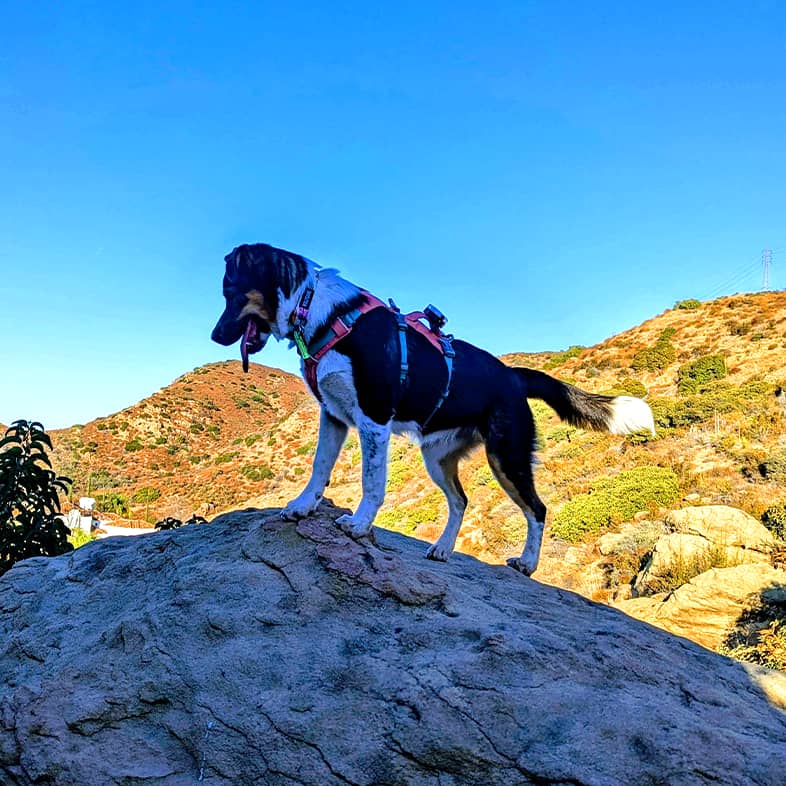A black, brown and white dog standing on a large boulder in the shade on a sunny day.