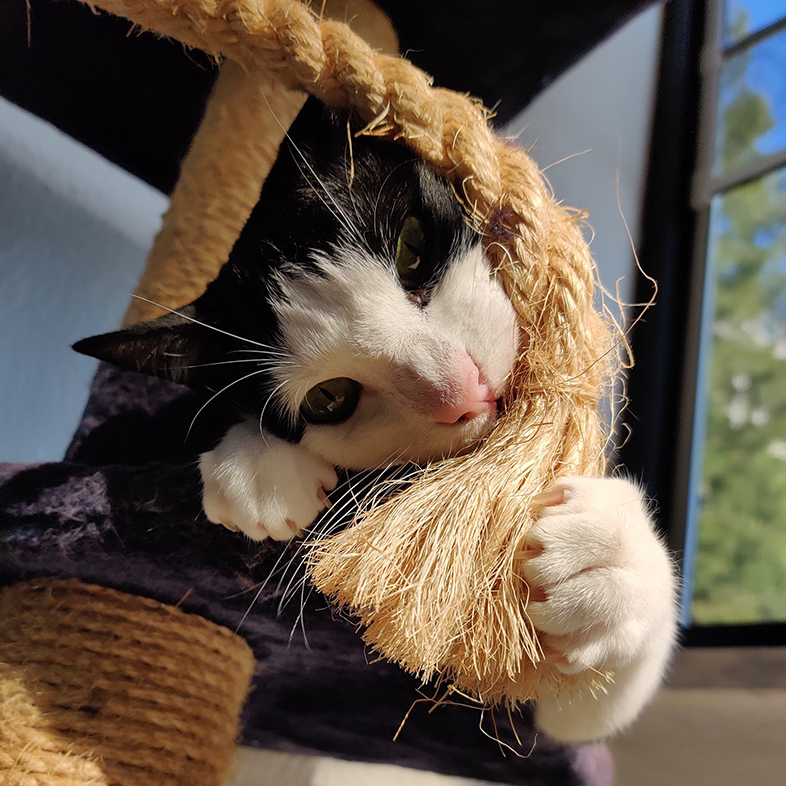 Cat Playing with Rope | Taste of the Wild