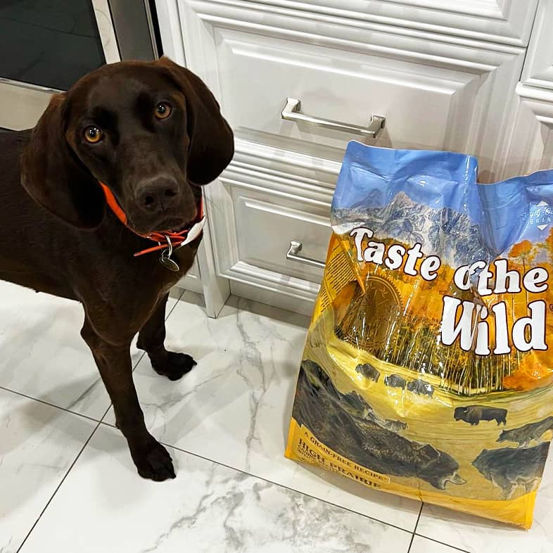 A German shorthaired pointer standing next to a bag of High Prairie Canine Recipe with Roasted Bison and Roasted Venison.