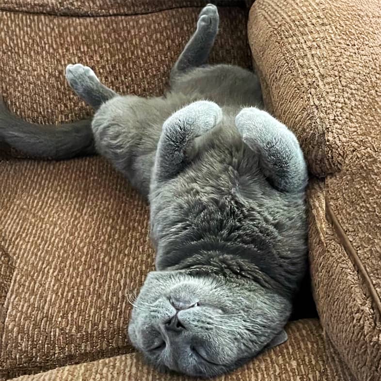 A gray cat lying on its back on a brown couch.