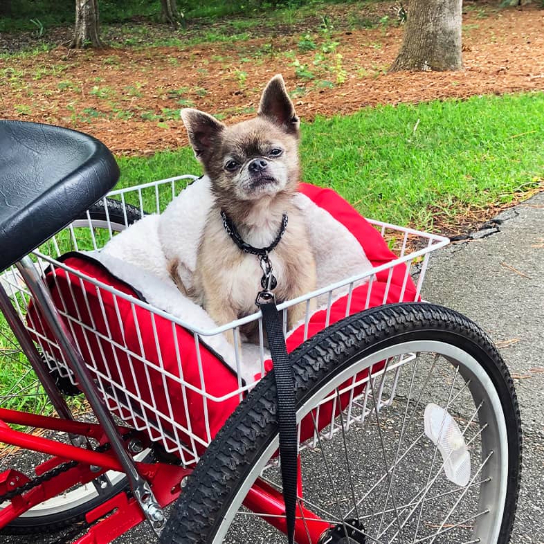 A small chihuahua sitting in a basket on the back of a red bicycle in a park.