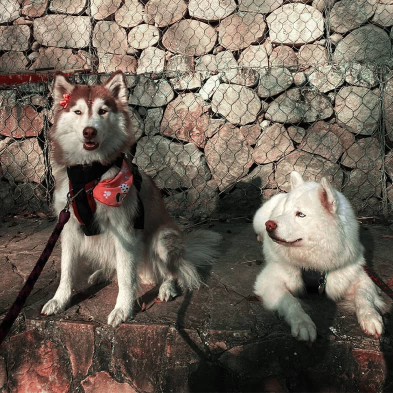 Two Siberian huskies wearing harnesses while sitting together on a ledge.