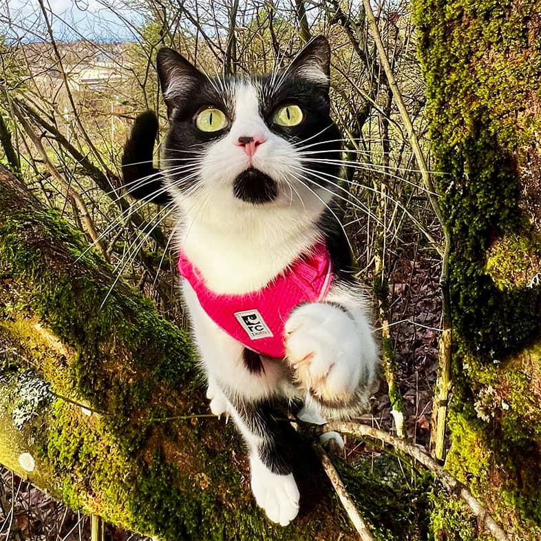 A white and black cat wearing a pink harness sitting on a tree branch in a forest.
