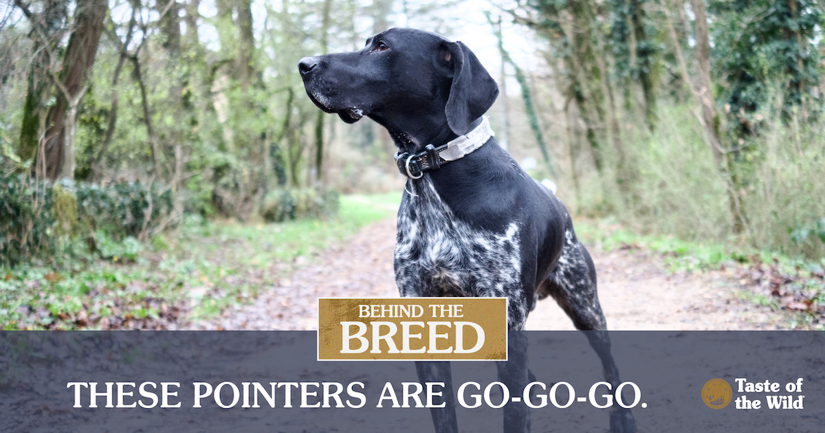 A black German shorthaired pointer with white spots standing in the middle of a trail in the woods.