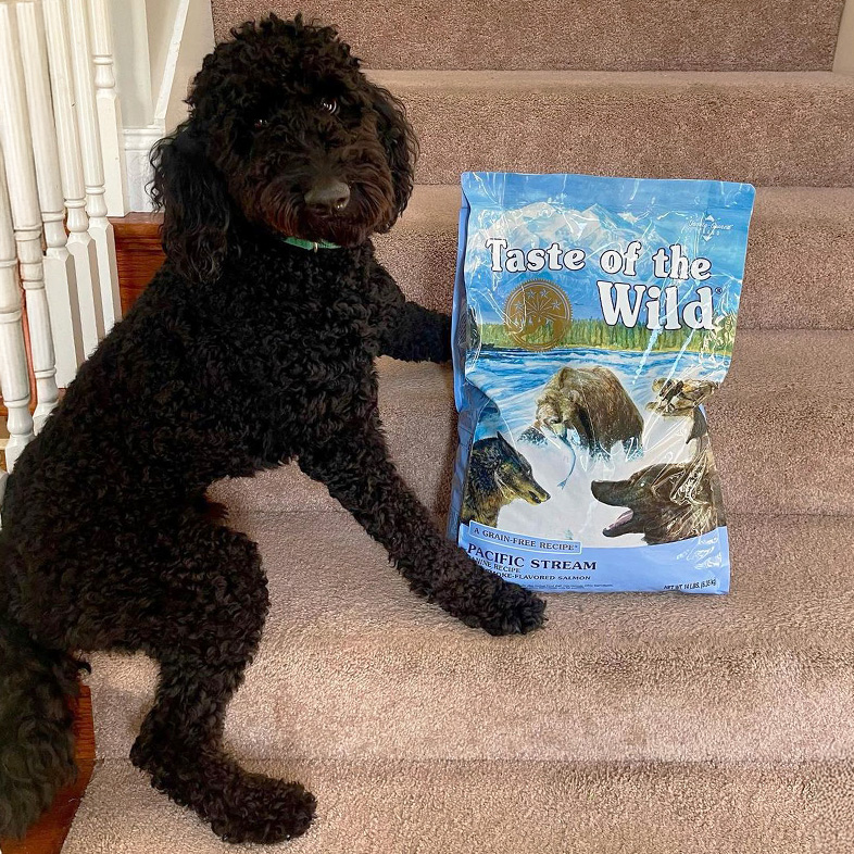 A black goldendoodle sitting on carpeted steps next to a bag of Pacific Stream Canine Recipe.