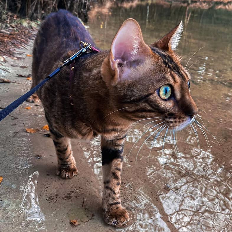 A black and tan striped cat walking on a leash next to water in a forest.