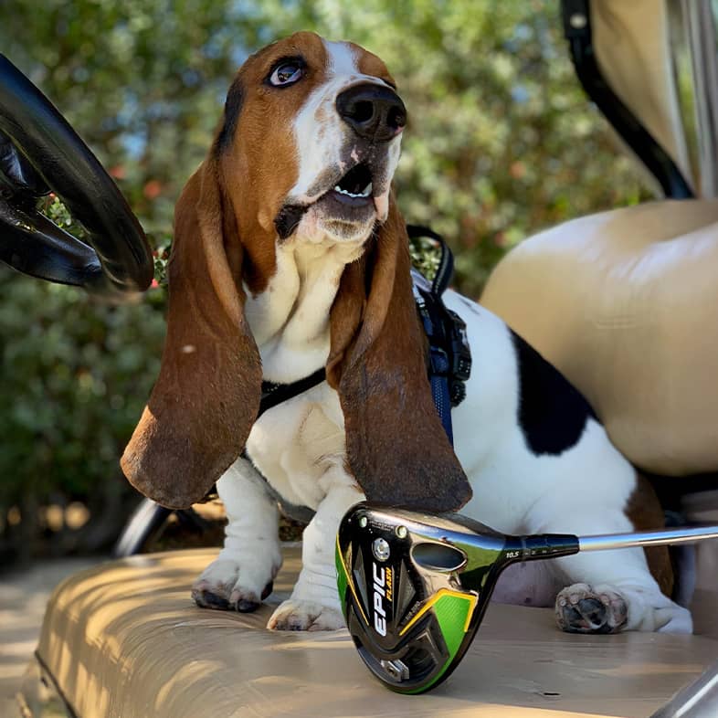A black, white and brown basset hound sitting in the front seat of a golf cart next to a golf club.