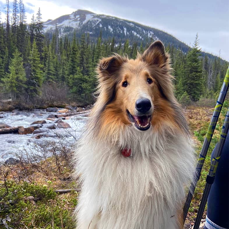 A black, white and tan long-haired dog sitting on a trail near a stream with pine trees and mountains in the background.