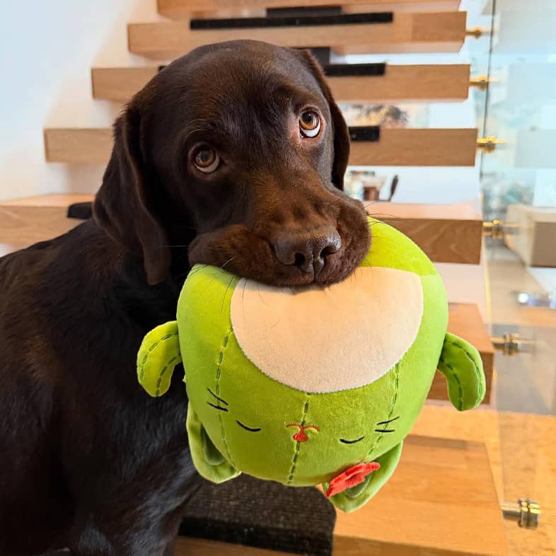 A brown Labrador retriever standing on some steps holding a green chew toy in its mouth.
