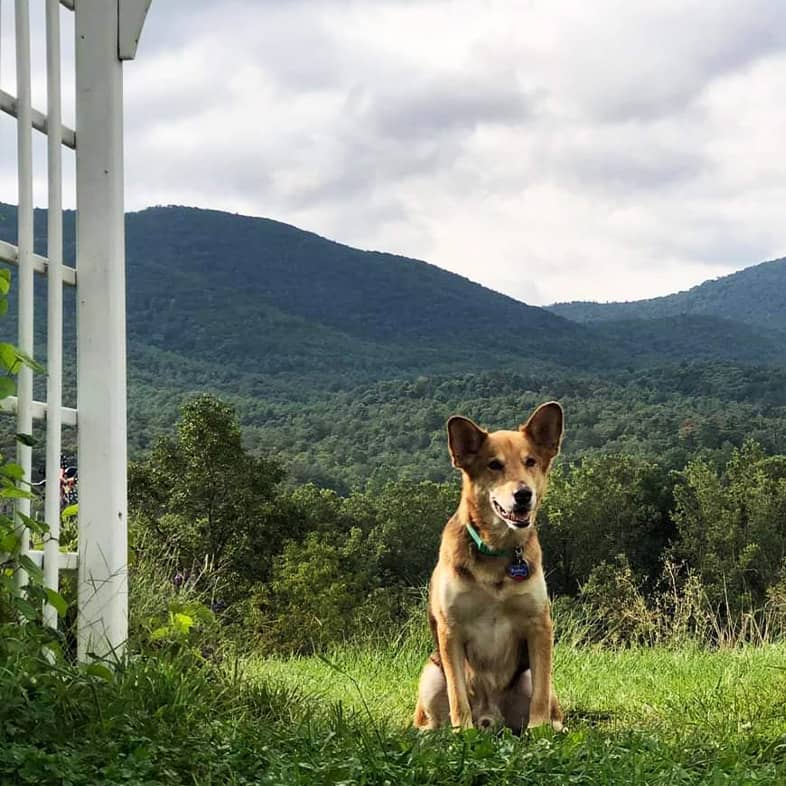 A brown and white dog sitting beneath a white wooden arch with rolling foothills covered with trees in the background.