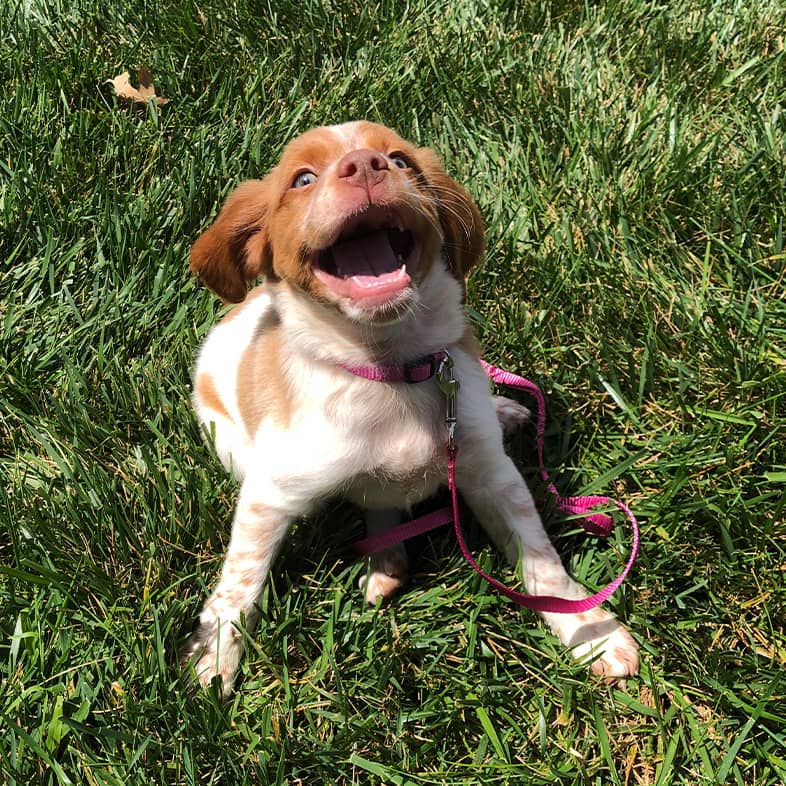 A brown and white puppy wearing a pink collar and leash and smiling while sitting in green grass.