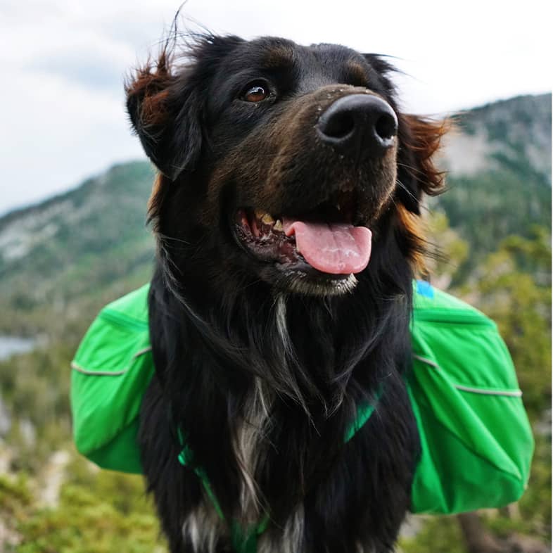 A close-up of a black dog wearing a green pack while standing outside with trees and mountains in the background.