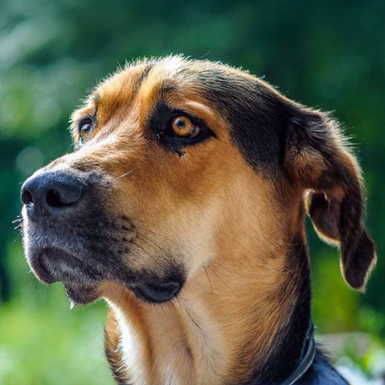 A close-up of a black and tan dog standing outside in the sun.