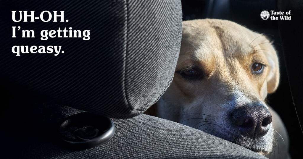 A close-up of a dog sitting in the back seat of a car looking sick.