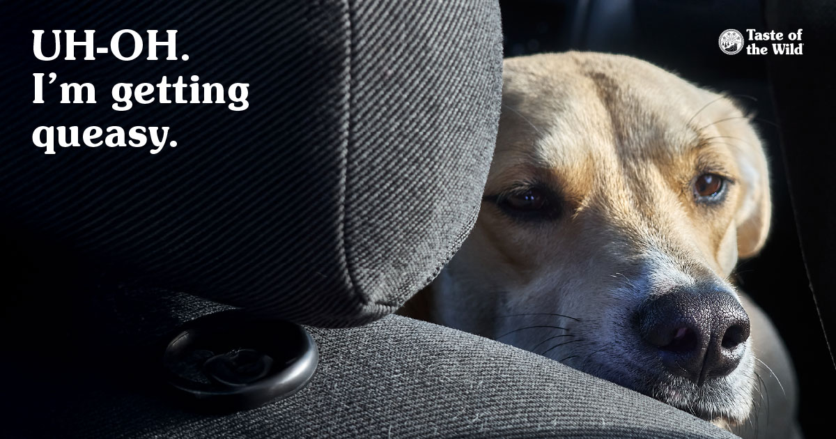 A close-up of a dog sitting in the back seat of a car looking sick.
