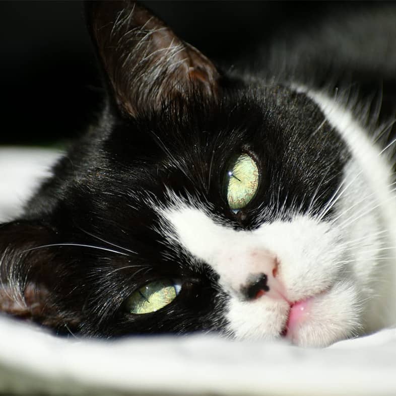 A close-up of a white and black cat lying with its head on a pillow.
