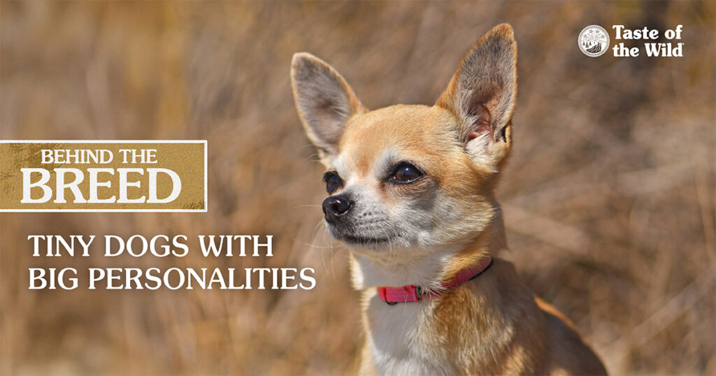 A close-up of a white and tan chihuahua wearing a red collar standing outside in the sun.