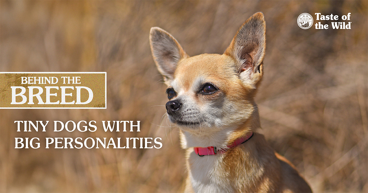 A close-up of a white and tan chihuahua wearing a red collar standing outside in the sun.