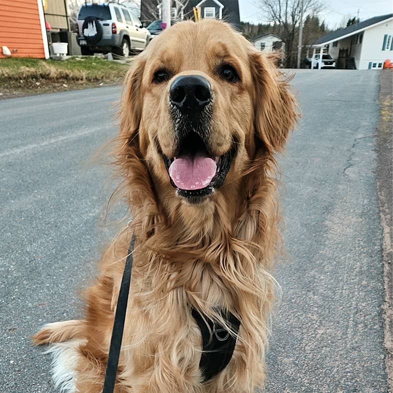 A golden retriever wearing a black harness and leash sitting in the street.