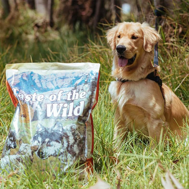 A golden retriever wearing a black harness while sitting in tall grass next to a bag of Taste of the Wild High Prairie Puppy Recipe.