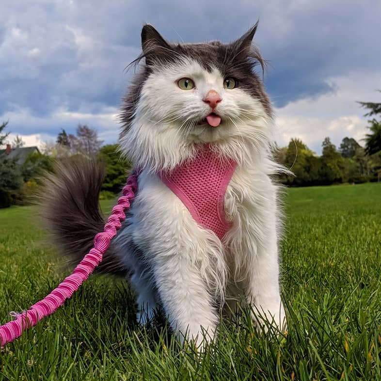 A grey and white long-haired cat wearing a pink harness and leash sitting in grass with its tongue sticking out.