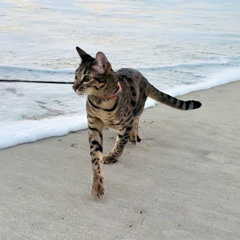 A savannah cat walking on a leash on a beach.