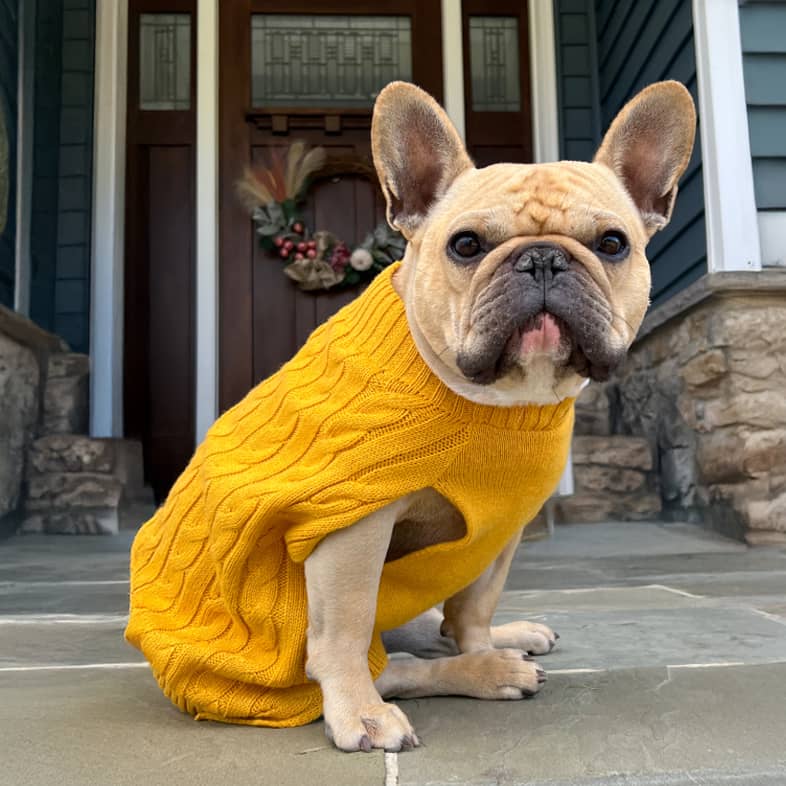 A small tan dog sitting on a front porch wearing a bright yellow sweater.