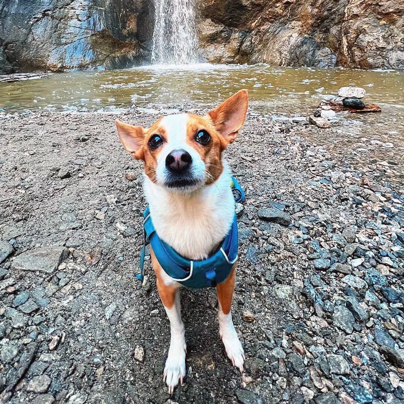 A small white and brown dog wearing a blue harness while sitting in front of a large waterfall.