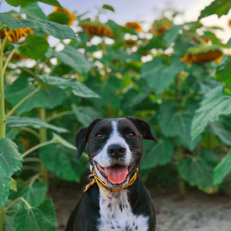 A white and black dog sitting in a field with tall sunflowers growing all around.
