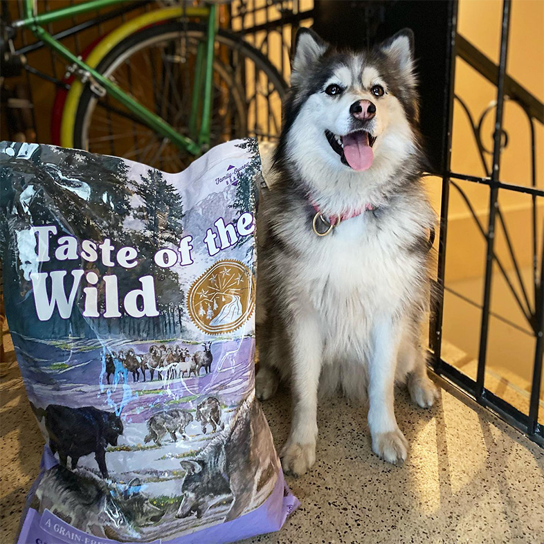 A white and black dog sitting on the floor next to a bag of Sierra Mountain Canine Recipe.