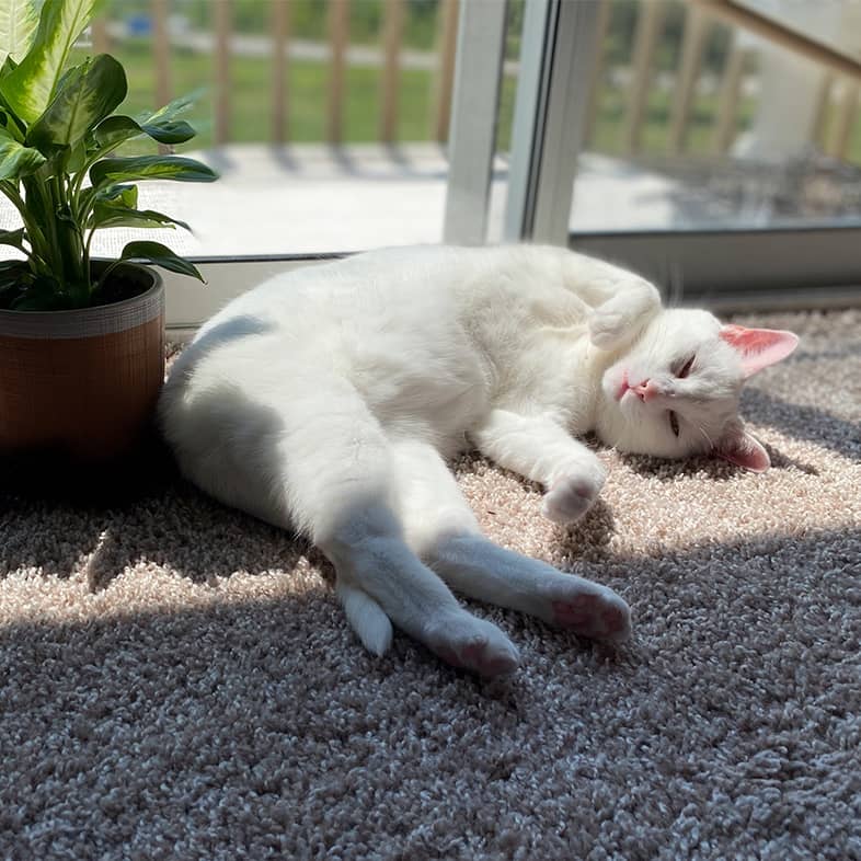A white cat lying in the sun next to a sliding glass door near a potted plant.