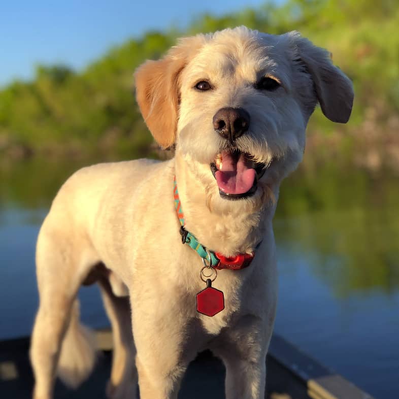 A white dog panting while standing on a boat on the water.