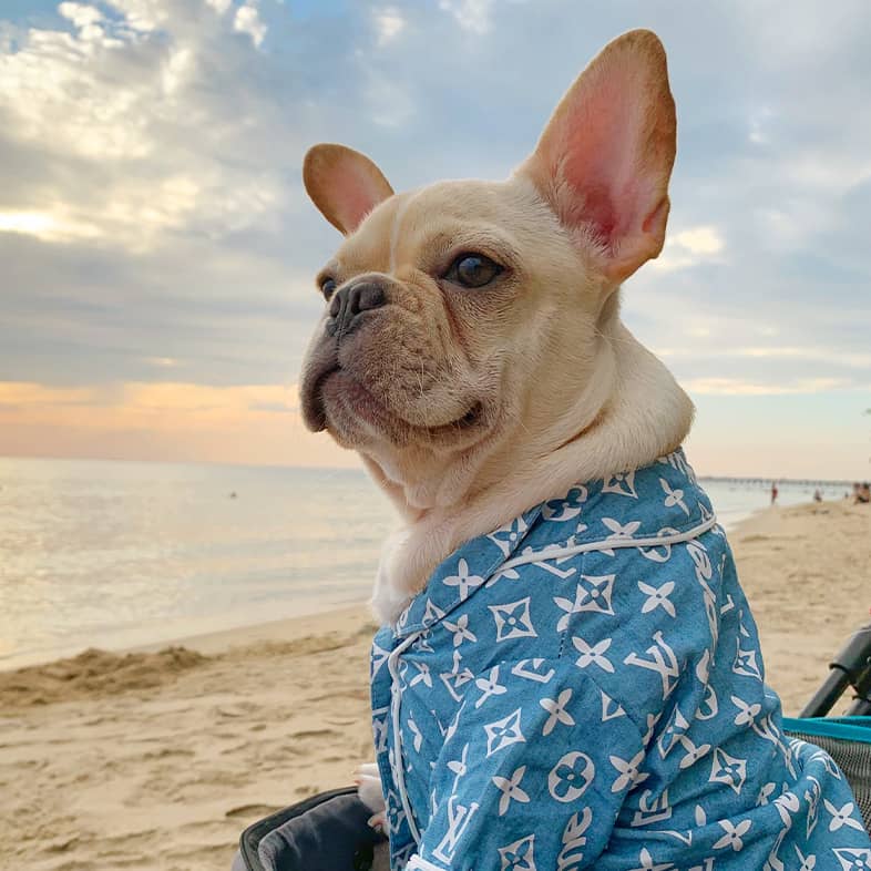 A white French bulldog standing with its front two paws up on a dog carrier on the beach looking out at the ocean.