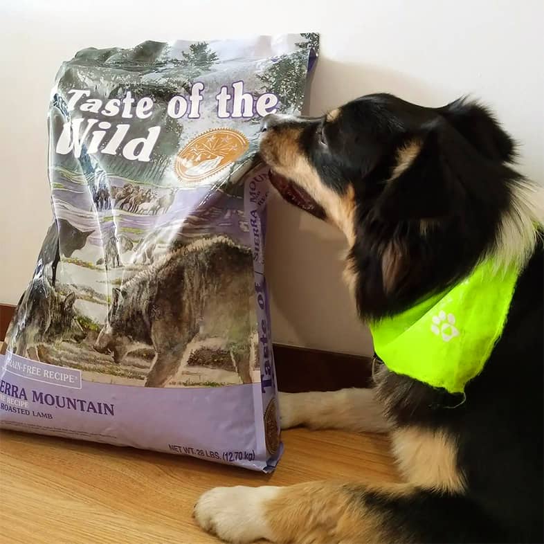 An Australian shepherd wearing a green bandana lying on the floor sniffing a bag of Sierra Mountain Canine Recipe.