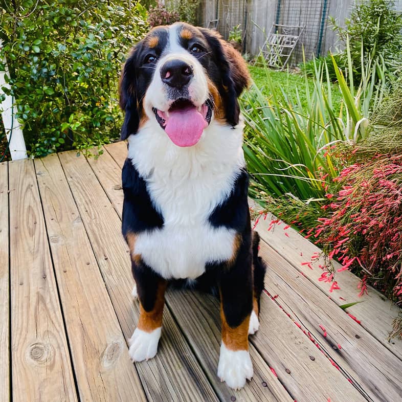 A Bernese mountain dog sitting on a wooden deck with flowers and grass in the background.