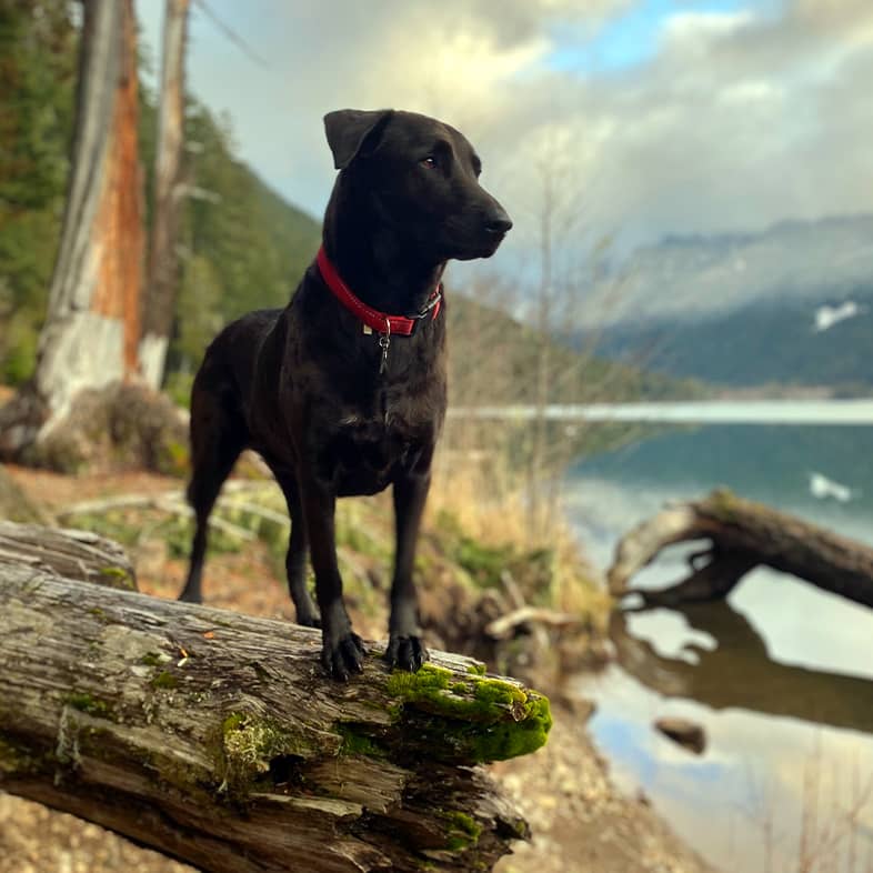 A black dog standing on a large wooden log overlooking a body of water.