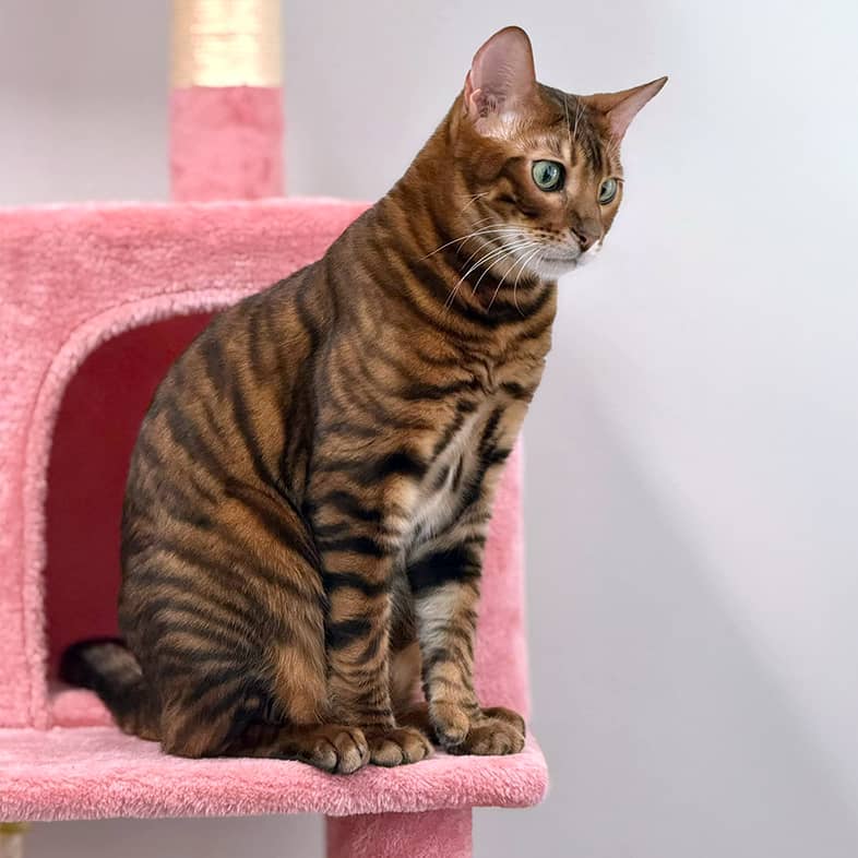 A brown and black striped cat sitting at the entrance of a pink cat tree cave.